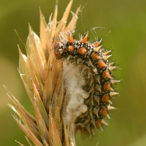 Réf. 206 064 : Melitaea didyma
